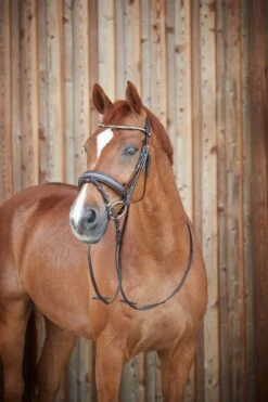 Horze Lester Trense -Pferdebedarf Verkauf 10019 BR 4