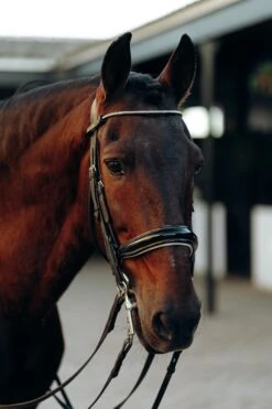 Horze Munich Stirnriemen Mit Strasssteinen -Pferdebedarf Verkauf 10162 ovgr 02