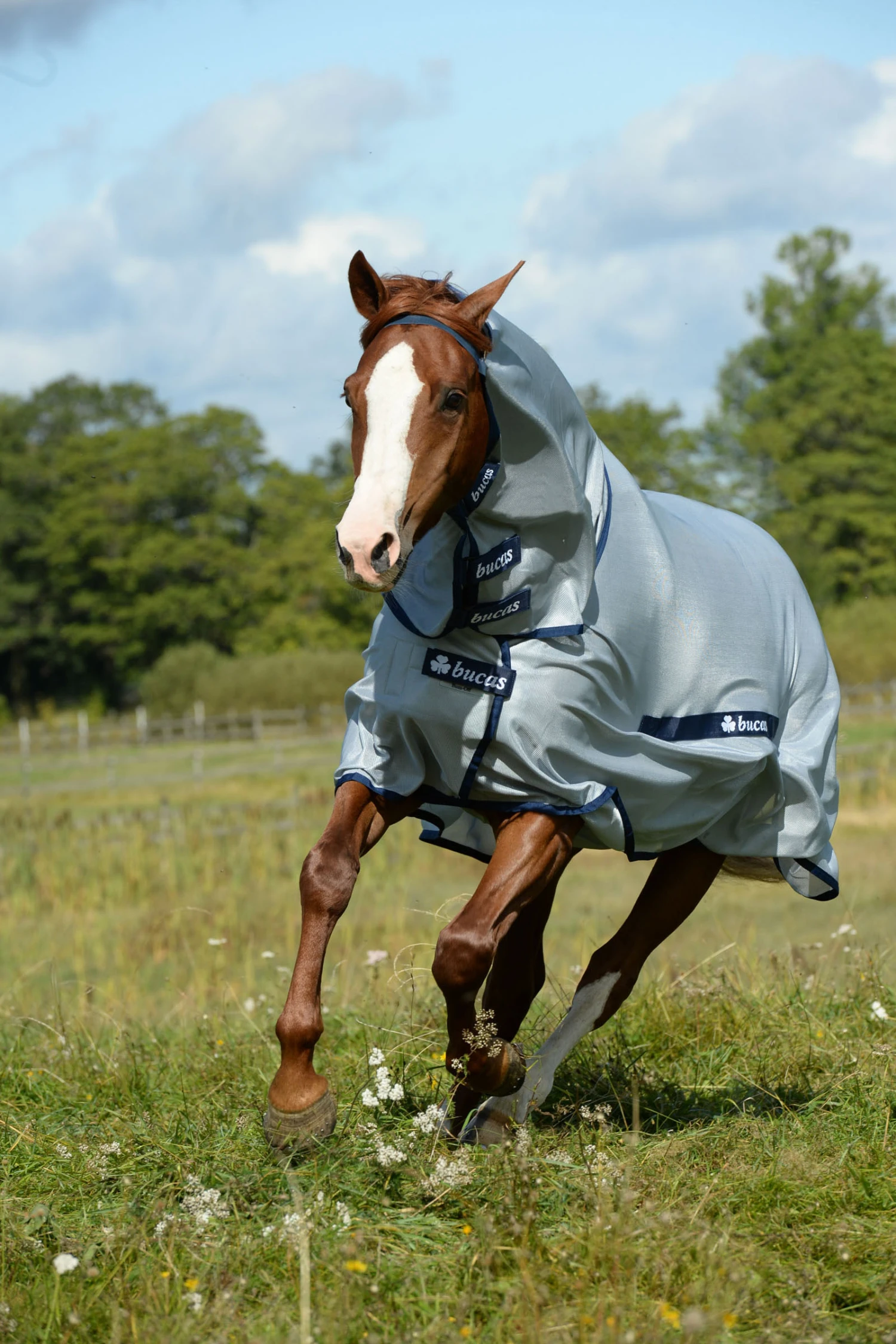 Bucas Buzz-off Full-Neck Fliegendecke Mit Festem Halsteil 2 Bucas Buzz-off Full-Neck Fliegendecke Mit Festem Halsteil – Bild 2