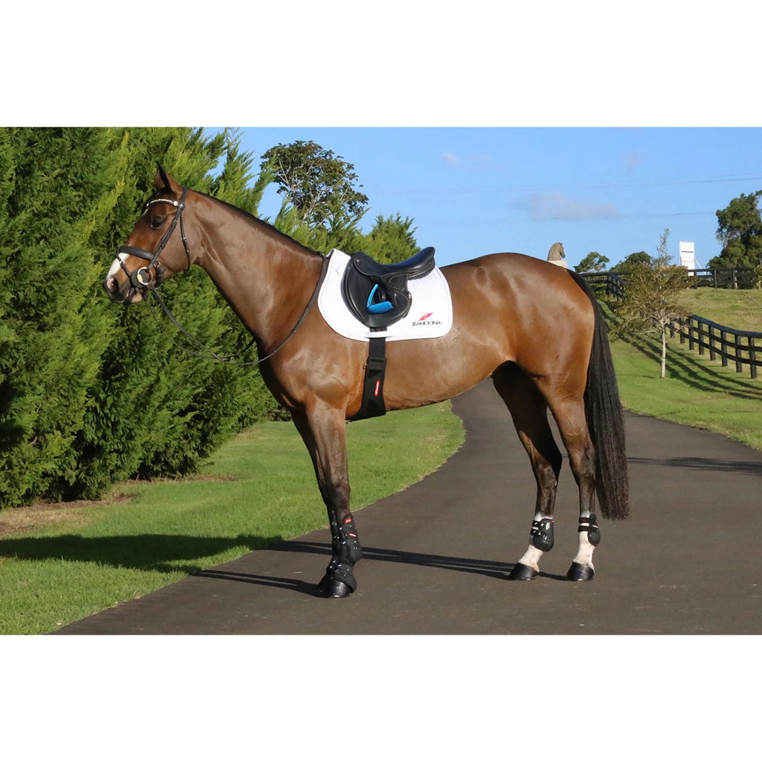 Zandona CARBON AIR Candy Gurt 2 Zandona CARBON AIR Candy Gurt – Bild 2