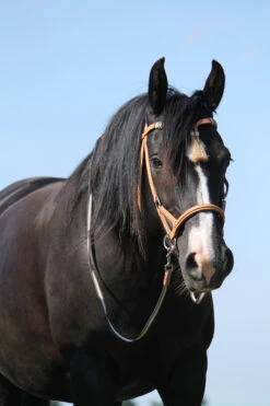 F.R.A. Shango Sidepull (System 3) Westerntrense -Pferdebedarf Verkauf 322924 NAT 3