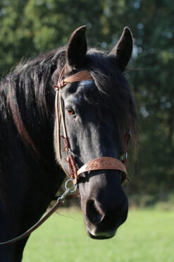 F.R.A. Diego Gebisslose Trense -Pferdebedarf Verkauf 334265 NAT 12