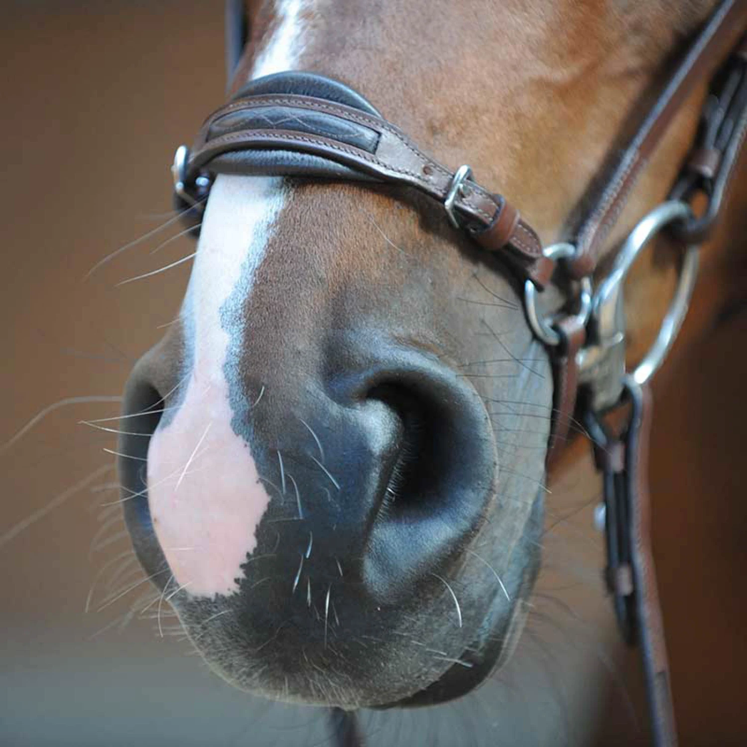 Kavalkade Levana Trense 2 Kavalkade Levana Trense – Bild 2