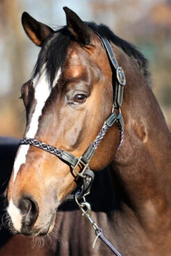 Kavalkade Tessa Flechthalfter -Pferdebedarf Verkauf 337438 ANT DB WH 04