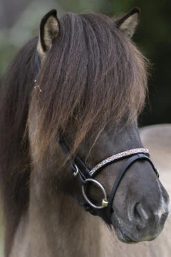 Kavalkade Ferskja Englisches Reithalfter Für Aradis Islandtrense 5 Kavalkade Ferskja Englisches Reithalfter Für Aradis Islandtrense -Pferdebedarf Verkauf 344080 BL 3