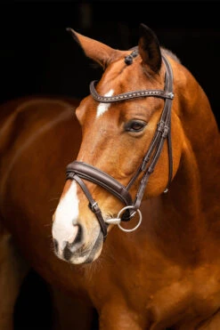 LeMieux Arika Dresssur Trense 11 LeMieux Arika Dresssur Trense -Pferdebedarf Verkauf 38E3P 780 04